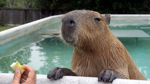 Íme az internet legaranyosabb dolga: így hűsöl a cuki kis vízidisznó!