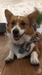 5 dolog, amivel a kutyusod azt sugallja, hogy szeret