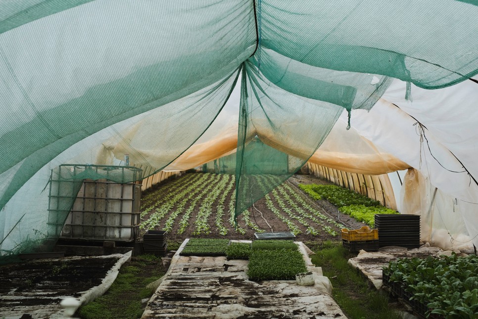 Gondosan nevelt palánták a fóliaházban.