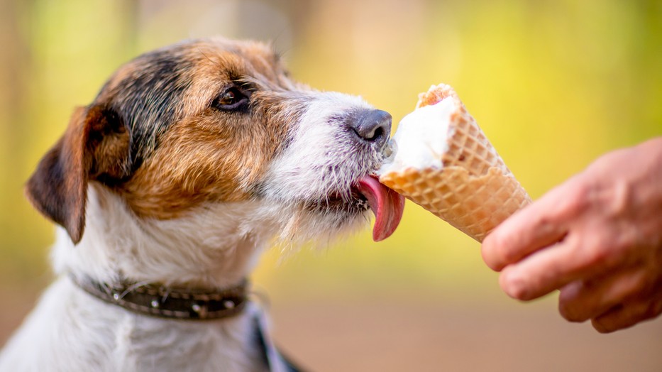 Ez a 6 étel nagyon káros lehet a kutyád egészségére