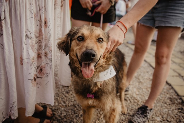 Menj koncertre és ments meg egy örökbefogadásra váró kiskutyát