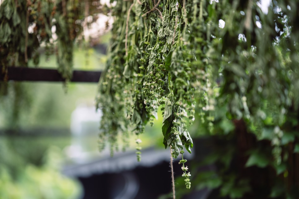 Saját kis fűszerkertre vágysz? Nagy Zsófia, A Fűszeres Lány segít, hogyan kezdj bele