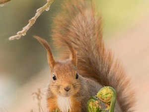 Így lett ebből a mókusból a Trónok harca sztárja!