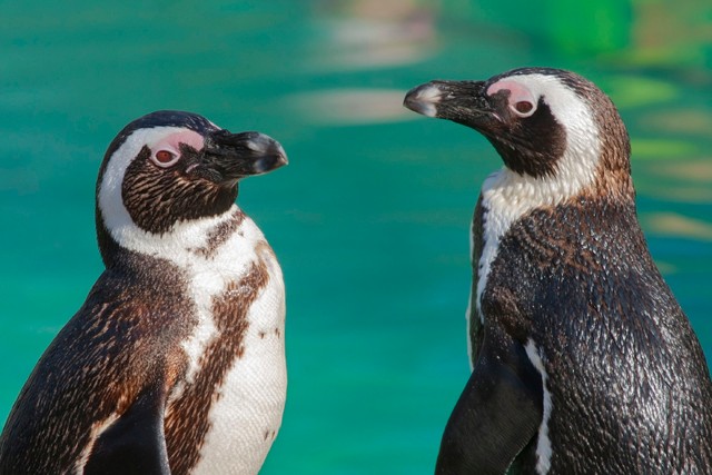 Örökbefogadókat keres a bajba jutott Szegedi Vadaspark