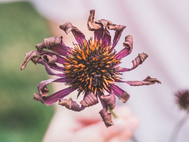 Meddig képes Európa alkalmazkodni a klímaváltozáshoz?