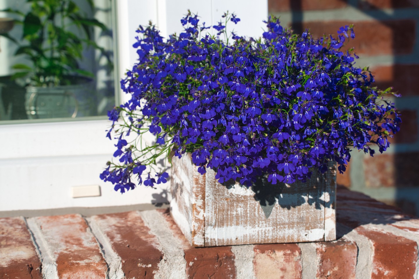  6. Lobélia: A kék, a lila, vagy a fehér lobélia számára a legmegfelelőbb opció a kaspó vagy a párkányra akasztható tároló. A legjobban akkor virágzik, amikor még az esték nem túl melegek. Ha esetleg nem nő tovább, vágd vissza és egy kis idő elteltével újra virágozni fog. A reggeli napot és a délutáni árnyékot kedveli, de az sem baj, ha teljesen árnyékban van. 