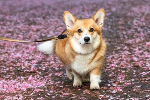 Pici de park: mi az a parklet mozgalom?