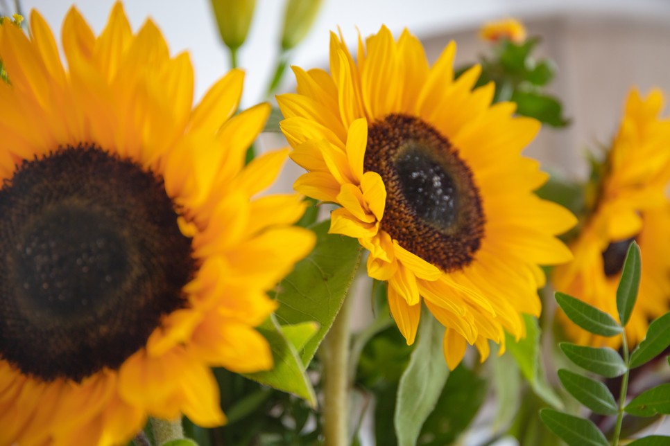 Ezt a virágot válaszd Anyák napjára a horoszkópja alapján
