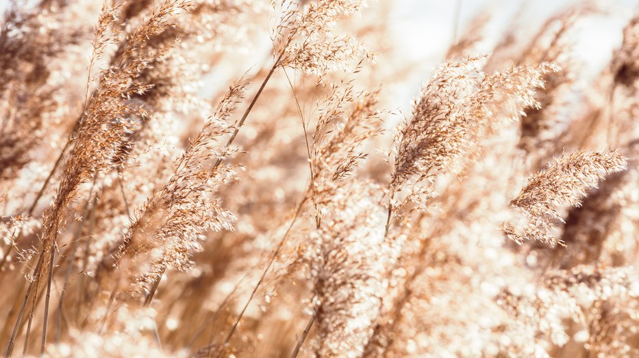 Ha a klímaváltozás így halad tovább, erdős sztyeppévé válhat Magyarország