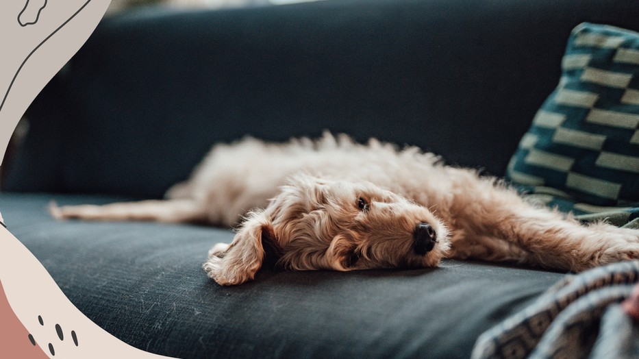 Hasít az "Ültetünk egy fát, ha posztolsz a kis kedvencedről" trend - De ki fogja elültetni ezt a sok fát?