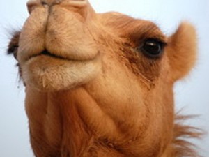 Szexi vagy nem: a tevepata