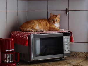 8+1 trükk a mikrohullámú sütővel, ami megkönnyíti az életed