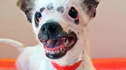 Az égési sebekkel eltorzított fejű kiskutyát, Lisát örökbe fogadták