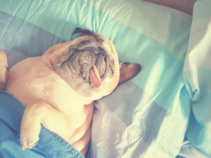 A legmenőbb kisállatfekhelyek, amik még otthonodat is feldobják