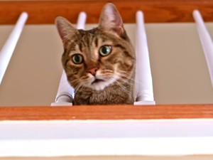 Hogyan reagálna a cicád, ha meghalnál? Hát így!