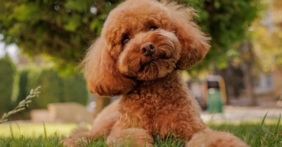 Kvíz: Csak szereted vagy ismered is a kutyákat? 9 kérdés és kiderül