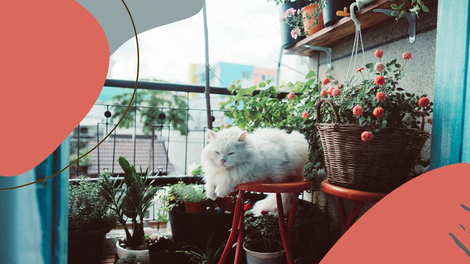 15 növény, amit bátran ültethetsz az erkélyedre