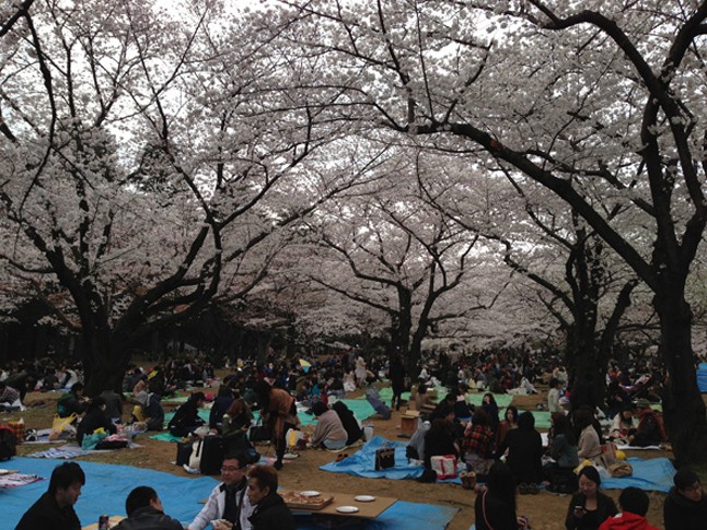 Így ünneplik a cseresznyefa virágzását