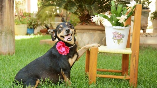 Terhesfotók készültek egy kutyusról! És nincs is ennél cukibb dolog!