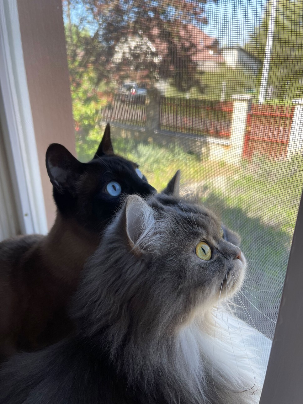 Vicces pillanatok: Ruki és Pamacs - Toldi Anita