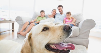 Kutyatartásban az élen jár Magyarország, de a megfelelő gondoskodást még tanulnunk kell