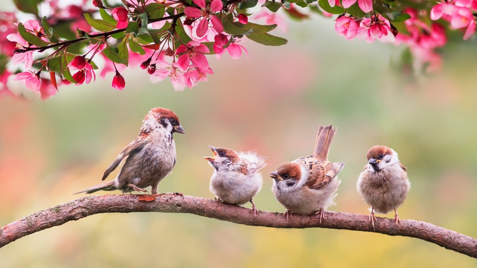 Tudtad, hogy kizárólag eddig lehet etetni a madarakat a kertben?