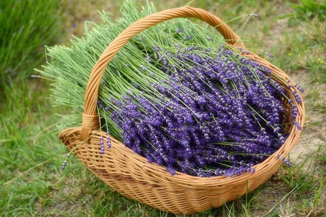 Szuper program a hétvégére: irány a levendulaszüret