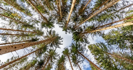 Eltűnhetnek az erdők, mire a gyerekeink felnőnek – és észre sem vesszük