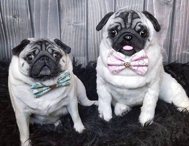 A papucsod is nézhet ki teljesen úgy, mint a kutyád: de nem olcsó mulatság