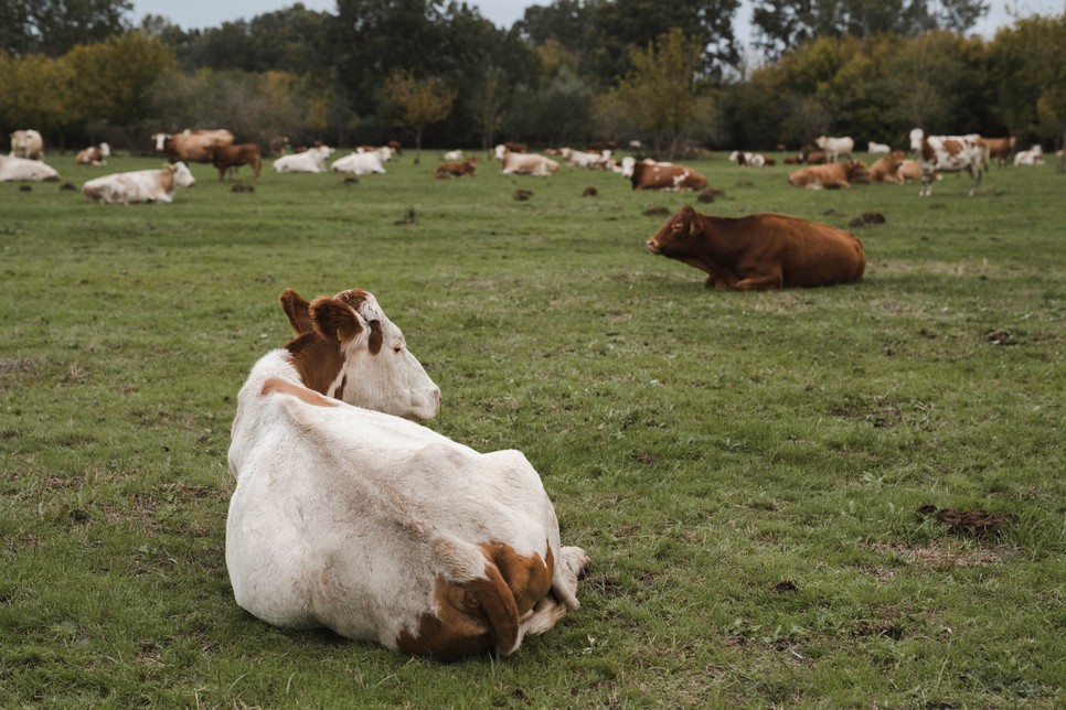 A legelők hosszú távon már nem tudják biztosítani a szarvasmarhák számára az elegendő táplálékot