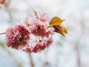Barátnős program: cseresznyefa virágzás és matcha tea a Füvészkertben!