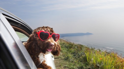 Így tedd elviselhetőbbé a nyári meleget a kutyád számára