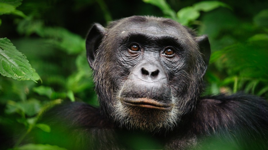 Meg kell mentenünk a természetet, hogy kölcsönösen segíthessünk egymáson
