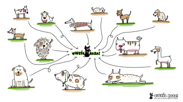 Megfiatalodnak az idős kutyák az ,,Érzékenyítő-gépben"