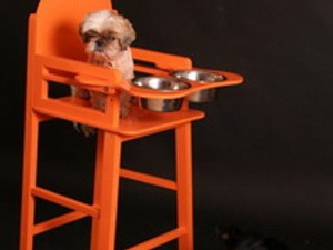 Ciki vagy cuki? Etetőszék kutyáknak
