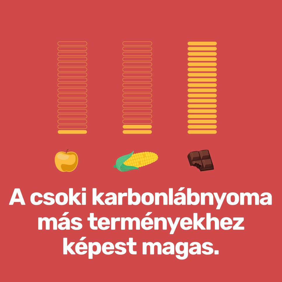 A kakaó egyszerre oka és áldozata a klímaválságnak