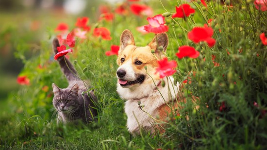 Ezért kell tavasszal fokozottan odafigyelned a házikedvencedre - Glamour