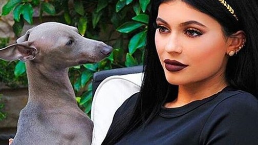 Hajtetoválás lesz az új őrület