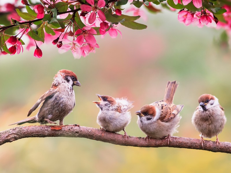 Eddig etetheted tavasszal a madarakat a kertben, hogy ne pusztuljanak el tömegesen a fiókák