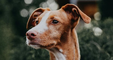 A gondoskodás nem csak simogatás, a kisállat-biztosítás garantálja a kedvenced és a pénztárcád védelmét