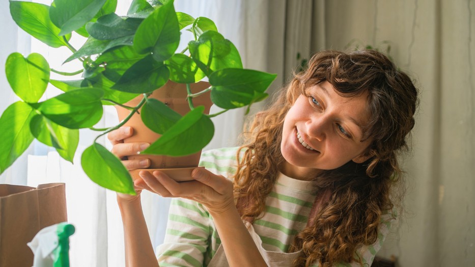 Tavasszal több gondoskodást igényelnek a szobanövények