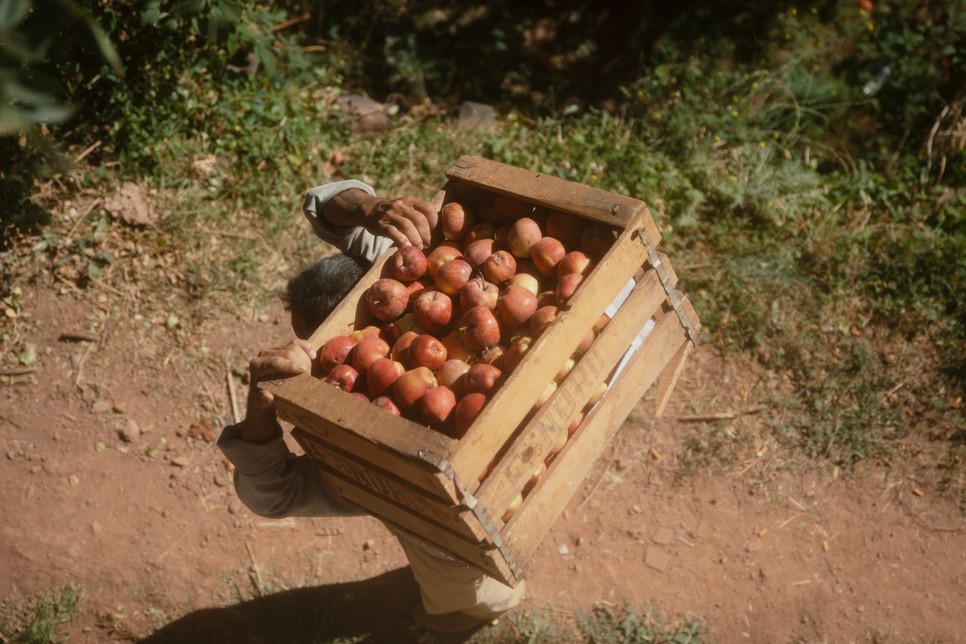 Míg néhány éve az almát akár három hónapig is lehetett tárolni, ma legfeljebb két hét áll rendelkezésre az értékesítésre. A melegben ugyanis megrohad a termés.