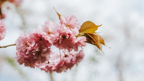 Barátnős program: cseresznyefa virágzás és matcha tea a Füvészkertben!