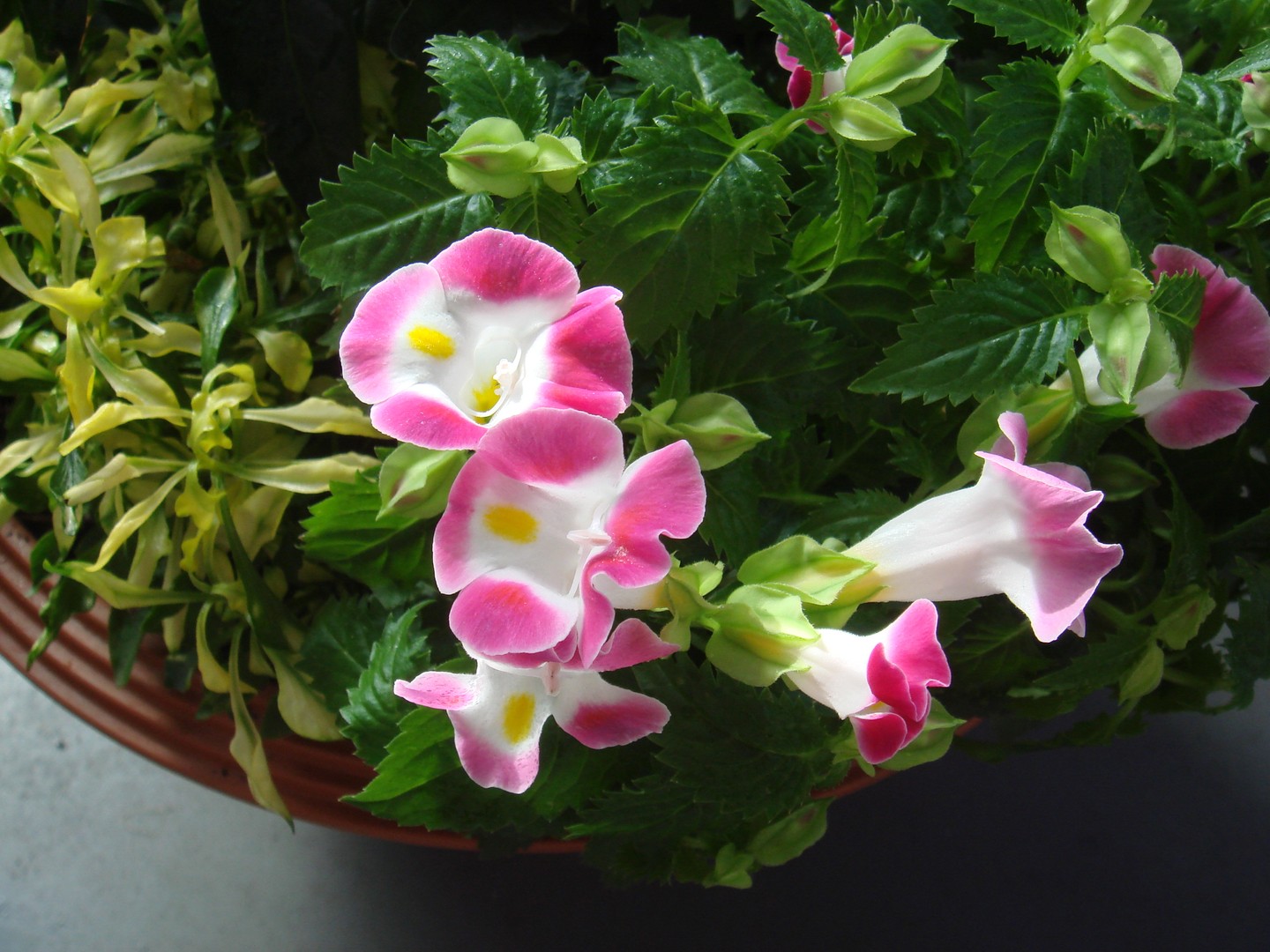  8. Torénia: A vonzó lila, rózsaszín, fehér torénia tavasztól egészen őszig virágzik. Árnyékra vagy egy kevés napfényre van szüksége. 