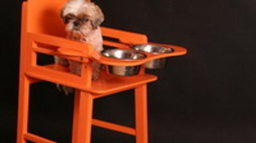 Ciki vagy cuki? Etetőszék kutyáknak