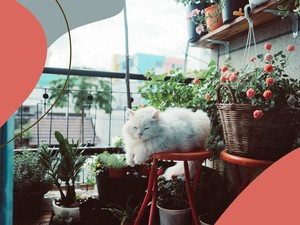 15 növény, amit bátran ültethetsz az erkélyedre