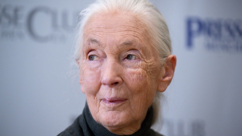 Elhunyt Jane Goodall