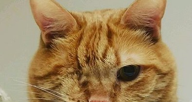 Állatkínzás? Cukiság? Óriásit megy az Instagramon a macska-manikűr