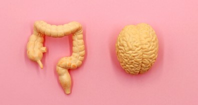 Valóban a bélrendszer a második agyunk?