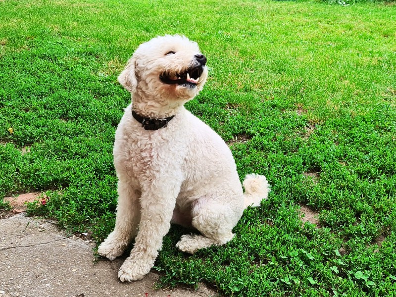 6 dolog, mitől sokkal tovább élhet a kutyád, és nagyban múlik rajtad 